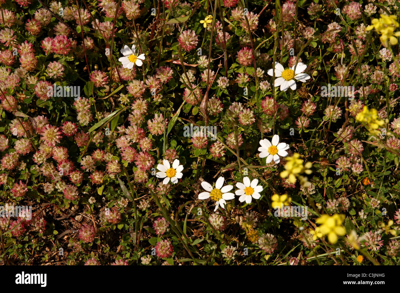 Les fleurs sauvages de la nature Conservation de la péninsule d'Akamas Chypre Banque D'Images