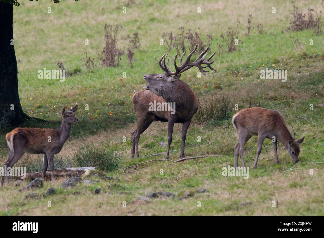 Rothirsch waehrend der Brunft, Cervus elaphus, Red Deer, homme, l'orniérage Banque D'Images