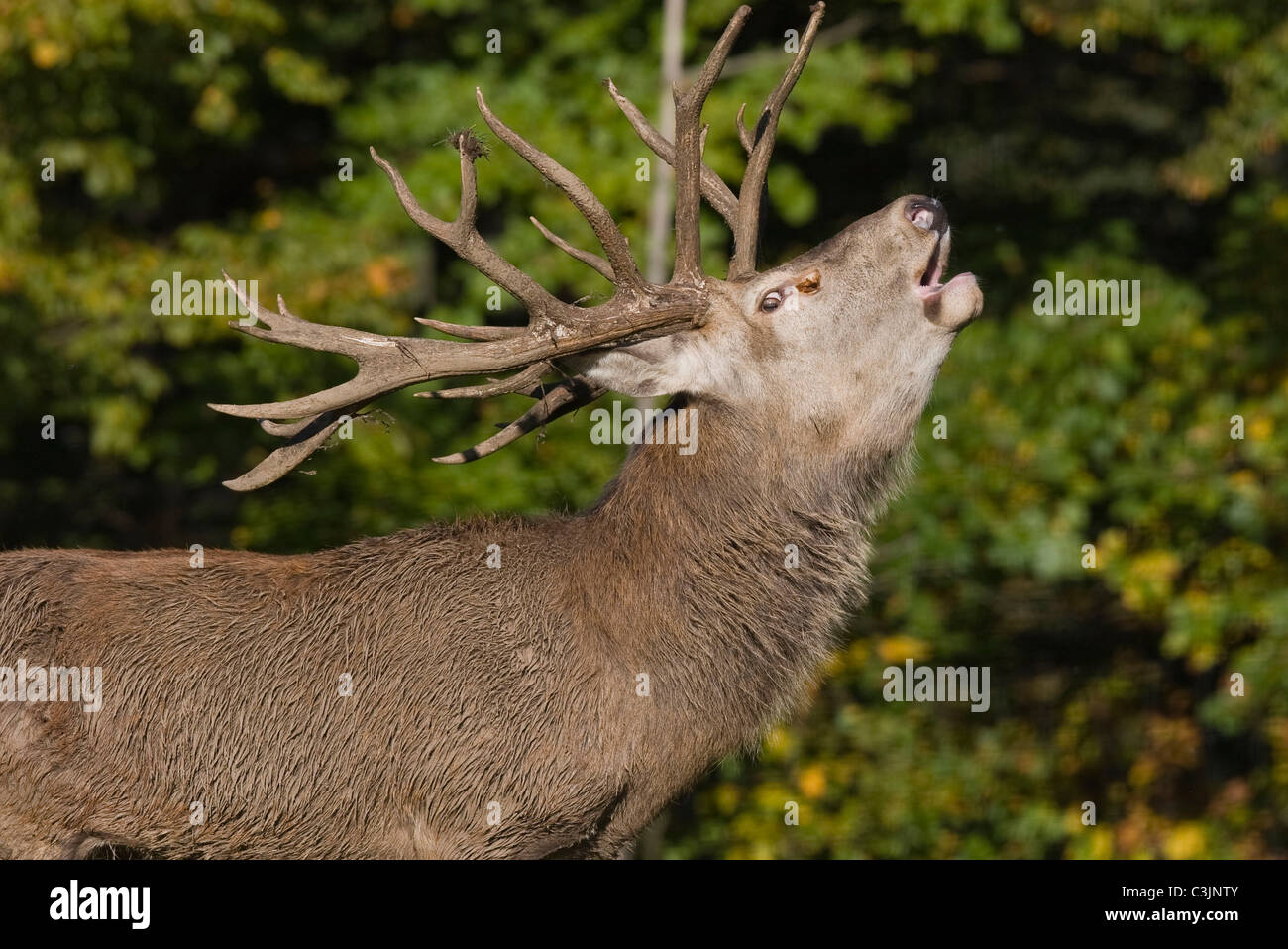 Roehrend Rothirsch, Cervus elaphus, Red Deer, homme, belling Banque D'Images