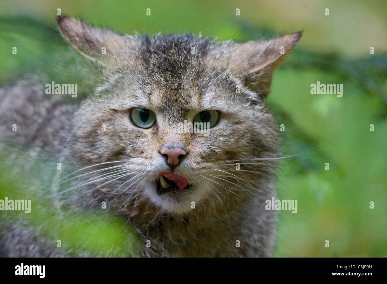 Chat Sauvage Européen (Felis silvestris silvestris) avec les jeunes, NP Bayerischer Wald, forêt de Bavière, Allemagne National Park Banque D'Images