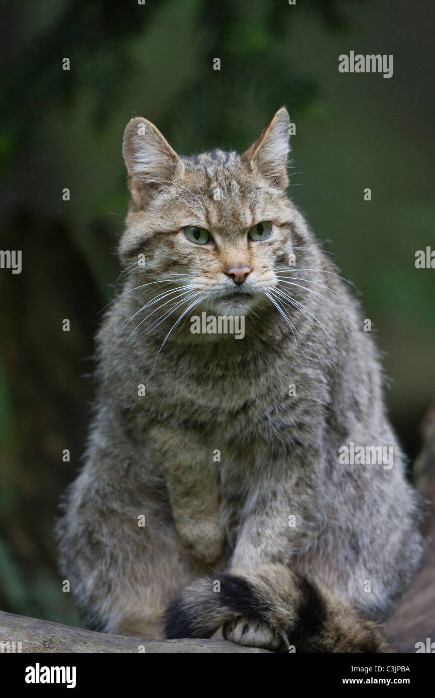 Wildkatze, Felis silvestris, chat sauvage, NP Bayerischer Wald, Parc National de la Forêt bavaroise Banque D'Images