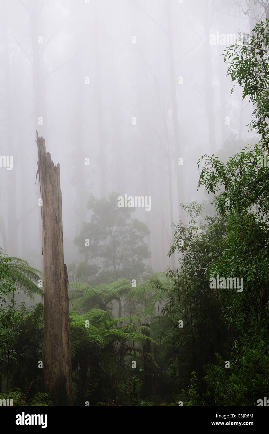 L'Australie, Victoria, vue de la forêt de brouillard Banque D'Images