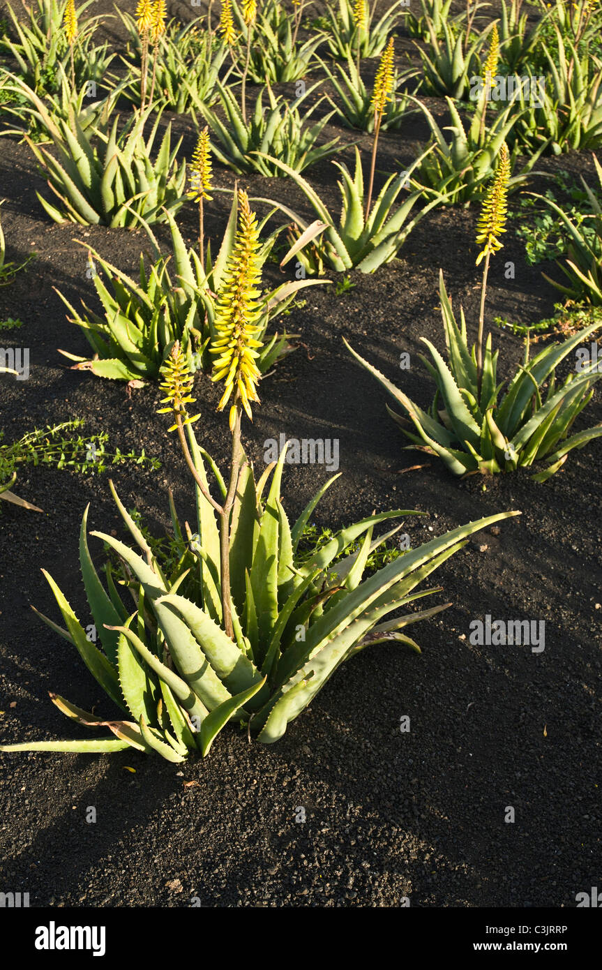 Domaine dh Lanzarote Lanzarote ALOE VERA Aloe Vera planter les récoltes cultivées de plantes poussant sur le terrain du sol de lave Banque D'Images