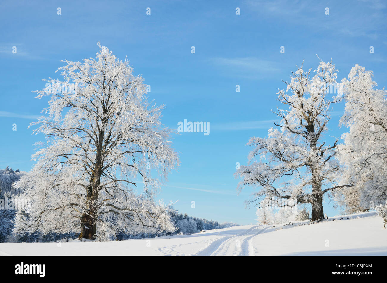 Allemagne, Baden-WÃ¼rttemberg, Alpes Souabe, vue du paysage couvert de neige et d'arbres Banque D'Images