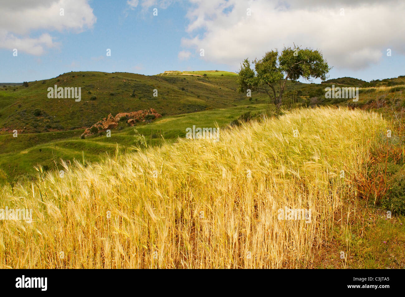 Le paysage de colline sauvages et accidentées de la zone de conservation de la péninsule d'Akamas Banque D'Images