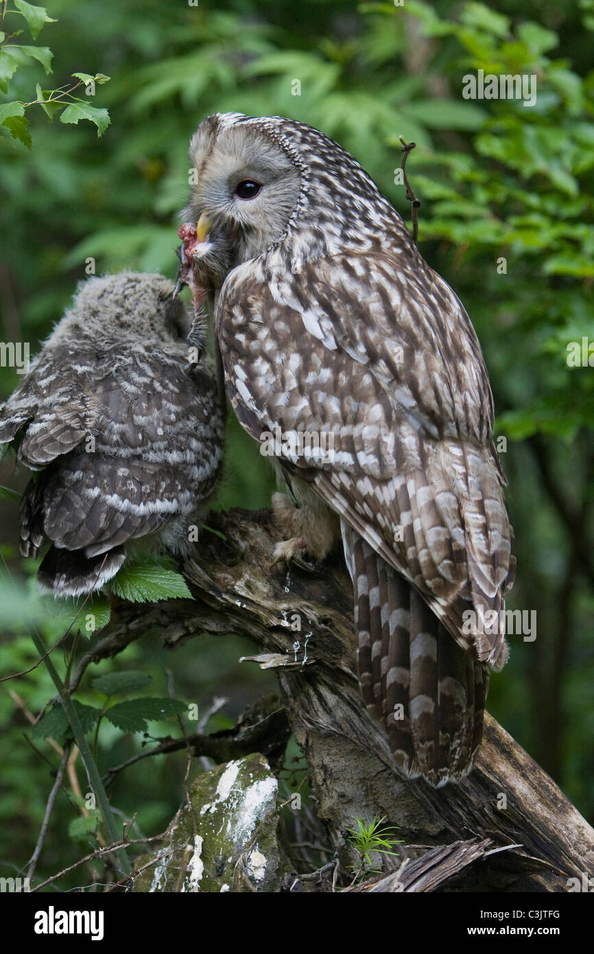 Chouette de l'Oural Strix uralensis], [forêt de Bavière, Allemagne du sud Banque D'Images