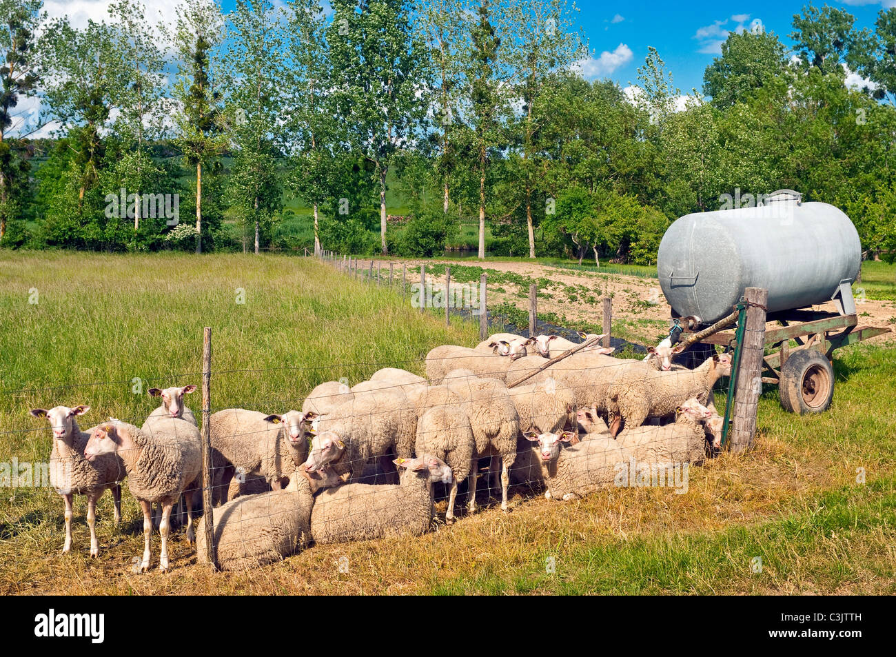 Moutons dans les enclos à côté du réservoir d'eau lors de printemps sec 2011 - France. Banque D'Images