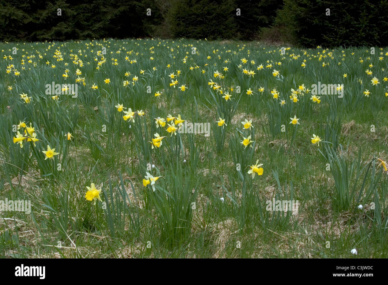 Wilde Narzissen Heuwiesen Wuestebachtal im ehemaligen auf, Narcissus pseudonarcissus, jonquille Sauvage, Deutschland, Allemagne Banque D'Images