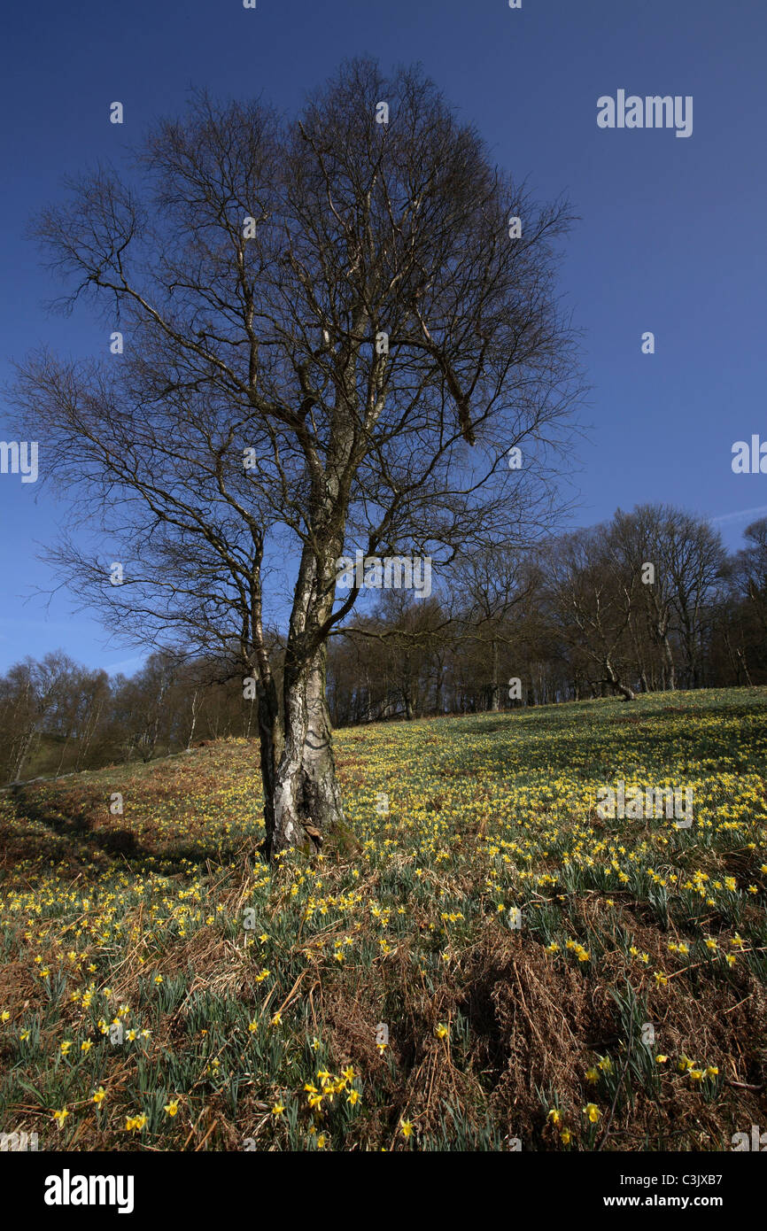 Wilde Narzissen, Narcisse pseudonarcissus jonquille Sauvage, Perlenbachtal, Deutschland, Allemagne Banque D'Images
