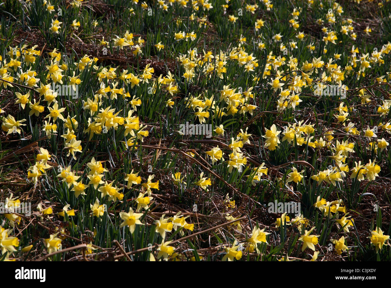 Wilde Narzissen, Narcisse pseudonarcissus jonquille Sauvage, Furtsbachtal, Deutschland, Allemagne Banque D'Images