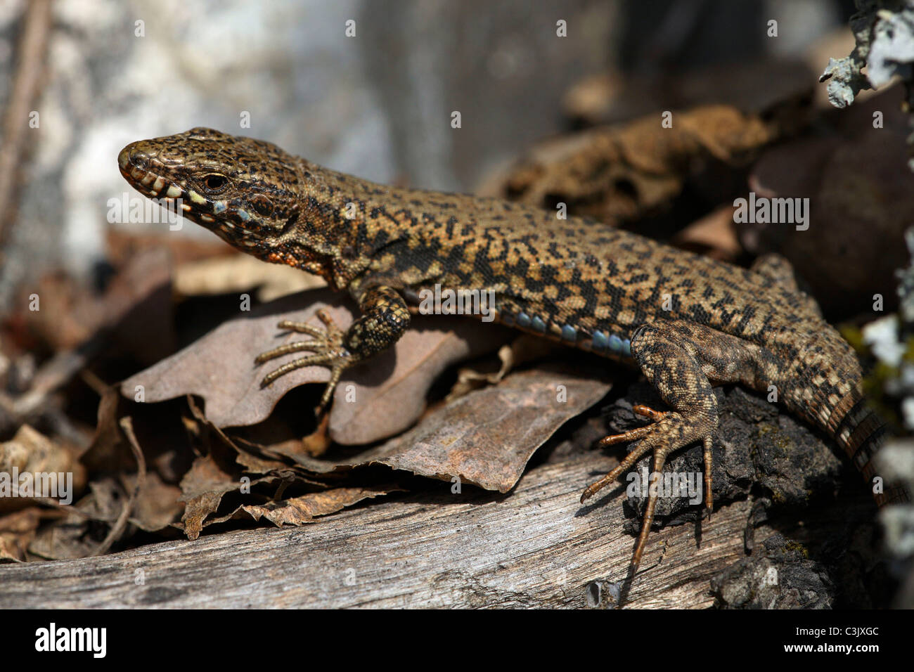 Podarcius Maennchen, Mauereidechse, muralis, lézard des murailles, homme, Schweizer Berge, Urftsee, Deutschland, Allemagne Banque D'Images