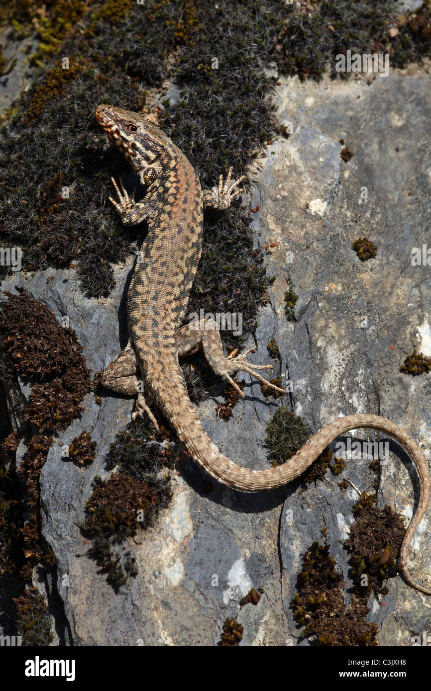 Podarcius Weibchen, Mauereidechse, muralis, lézard des murailles, femme, Schweizer Berge, Urftsee, Deutschland, Allemagne Banque D'Images