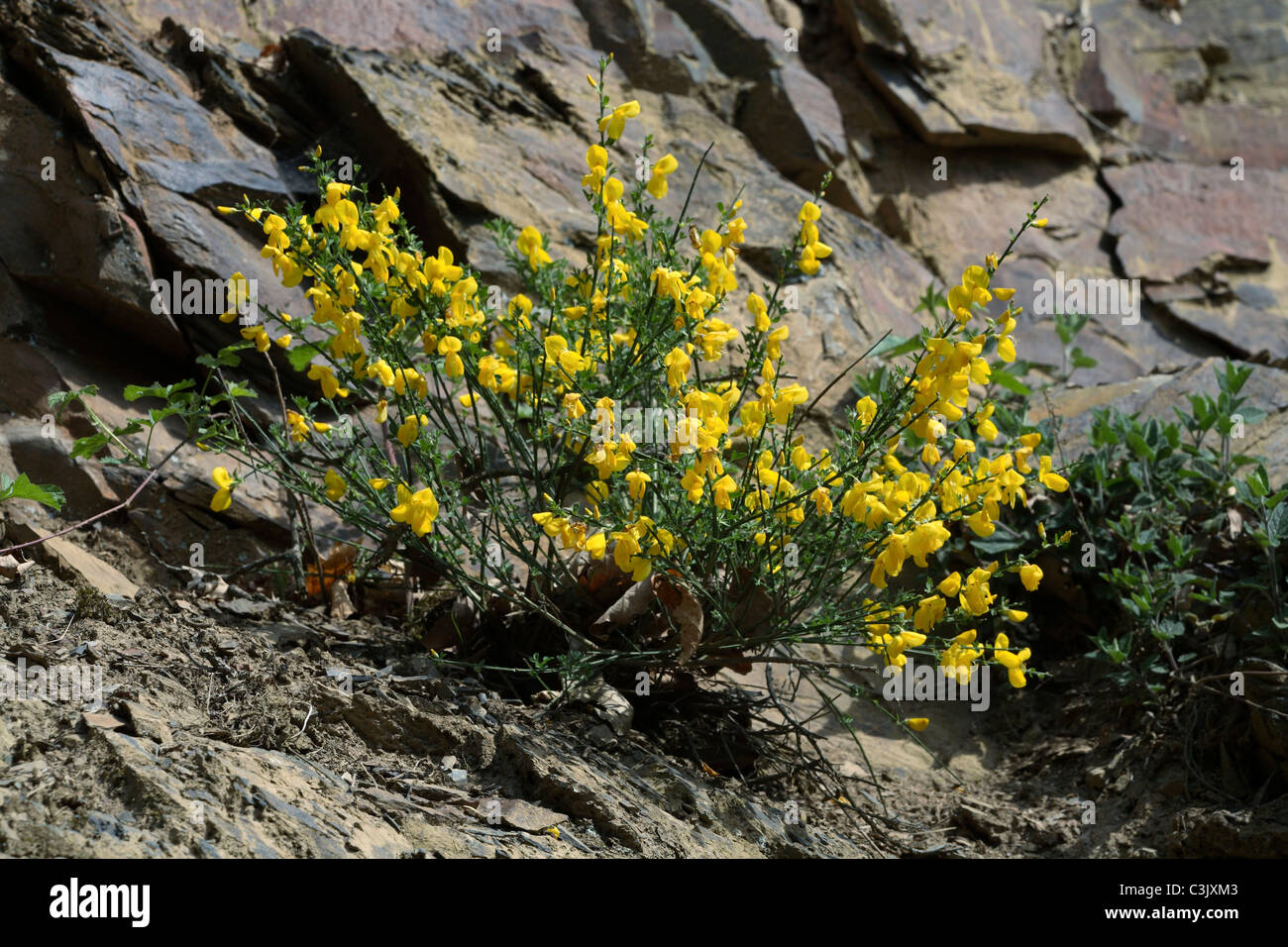 Balai commun [Oxytropis jacquinii, syn : Catégorie : Augmente Melangez scoparium, Sarothamnus scoparius, Genista scoparia] Banque D'Images