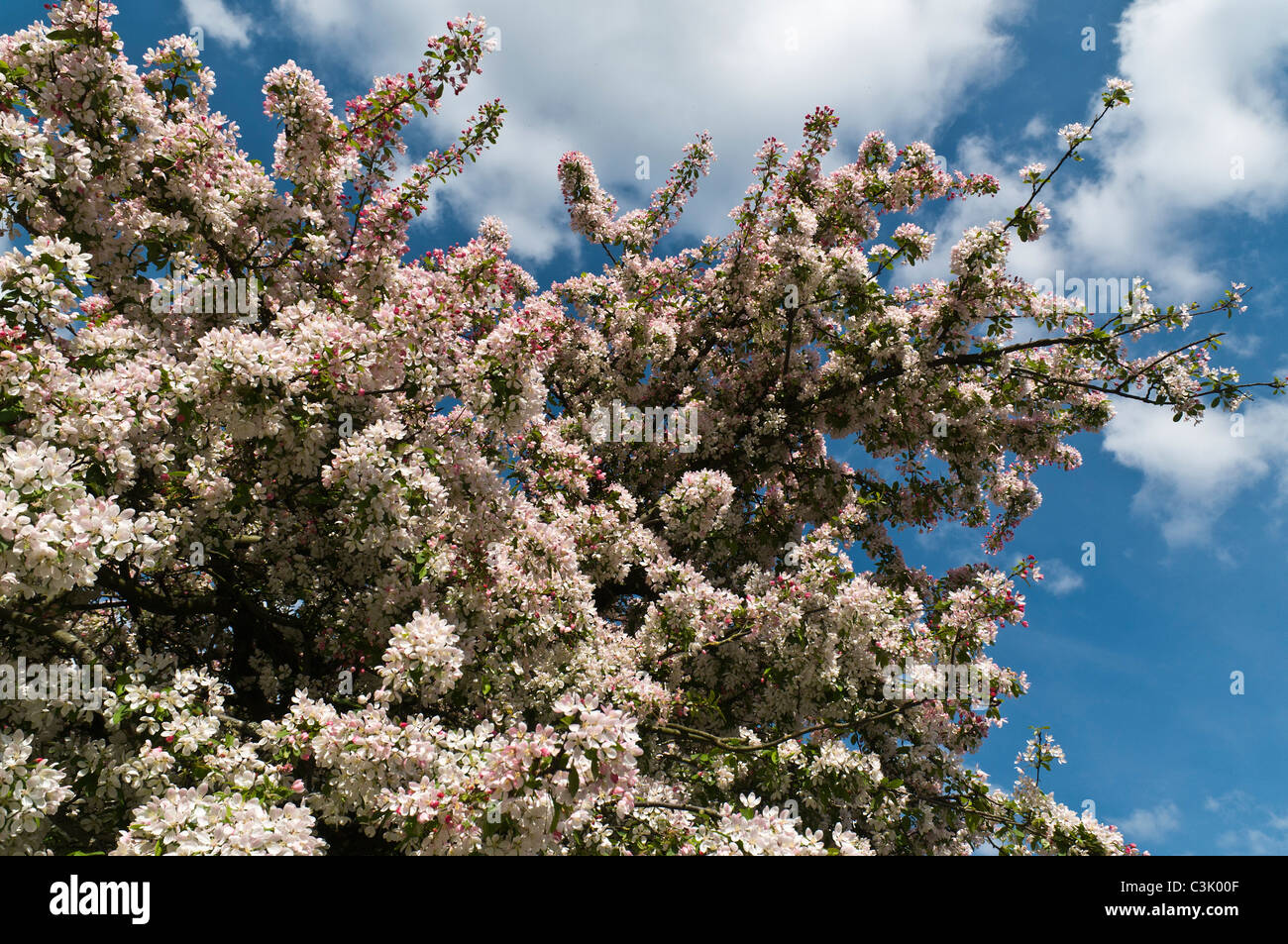 dh Hartcliffe CERISIERS EN FLEURS Royaume-Uni Springtime rose pâle cerisiers en fleurs branches d'arbre branche prunus serrulata Banque D'Images