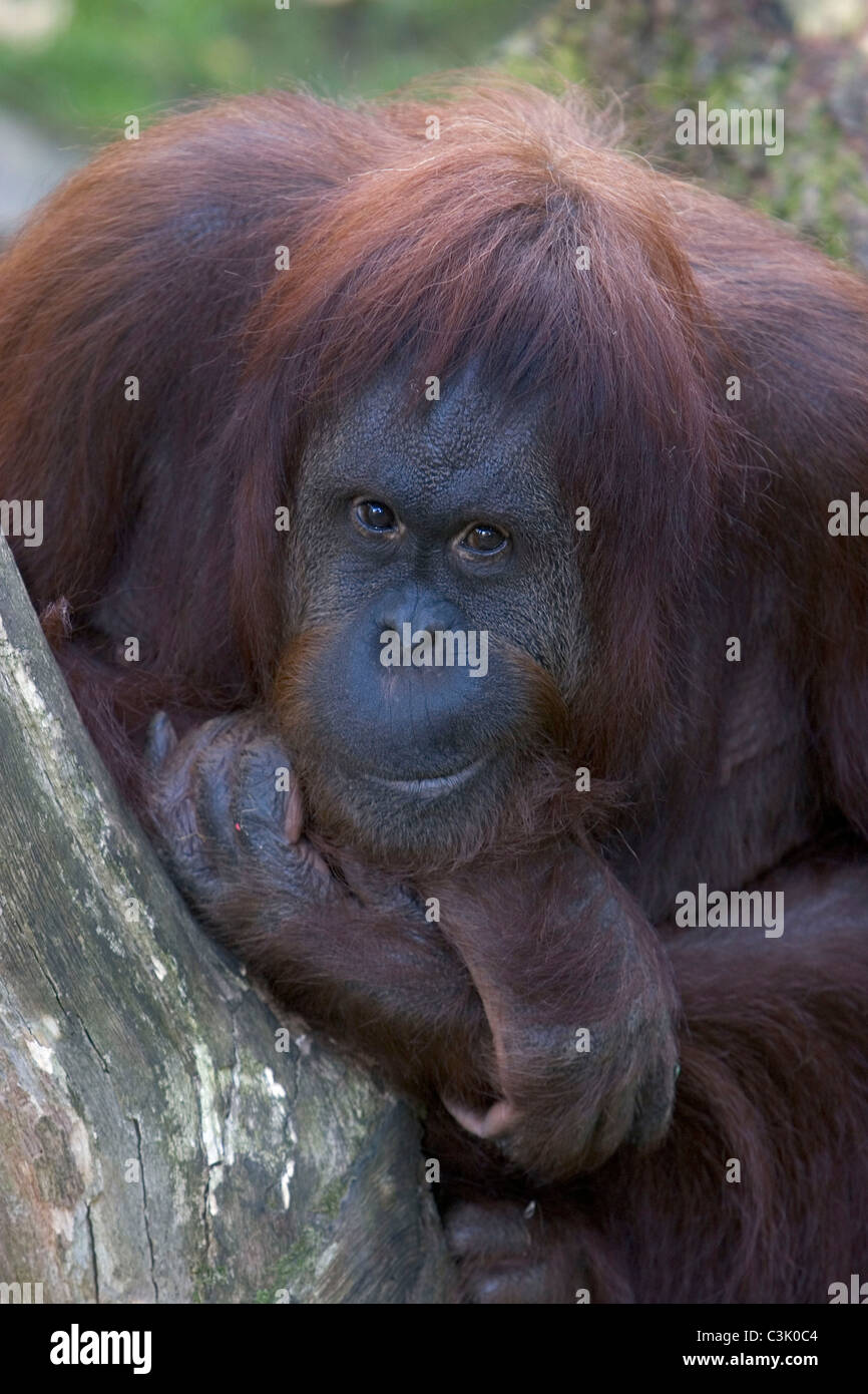 L'orang-outan, Pongo pygmaeus Orang-outang, Banque D'Images