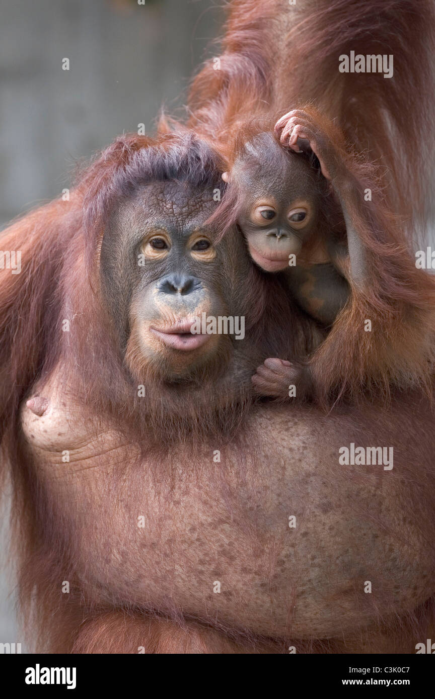 Orang-outan, Pongo pygmaeus, Jungtier mit, l'orang-outang, avec de jeunes Banque D'Images