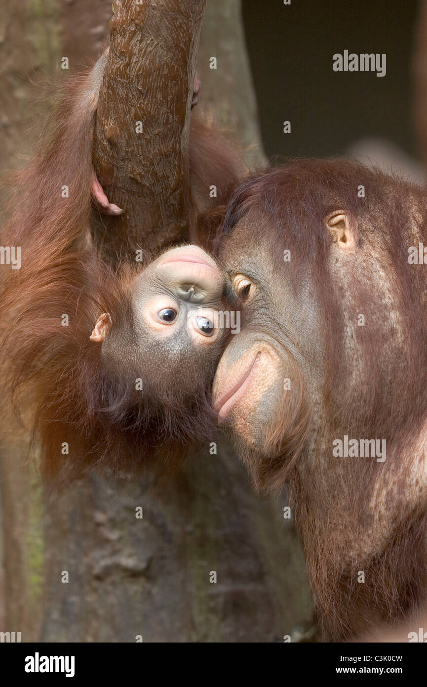 Orang-outan, Pongo pygmaeus, Jungtier mit, l'orang-outang, avec de jeunes Banque D'Images