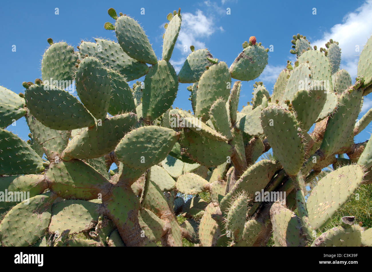 Fruits mûrs d'un cactus - un American Indian fig Banque D'Images