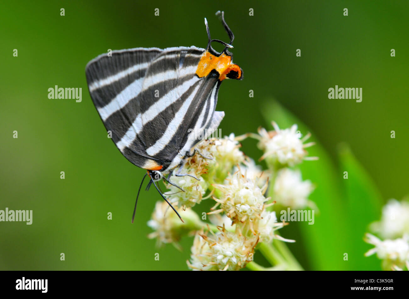 Bel Erybathis erybathis Laothus (Stripestreak) posés sur des fleurs Banque D'Images