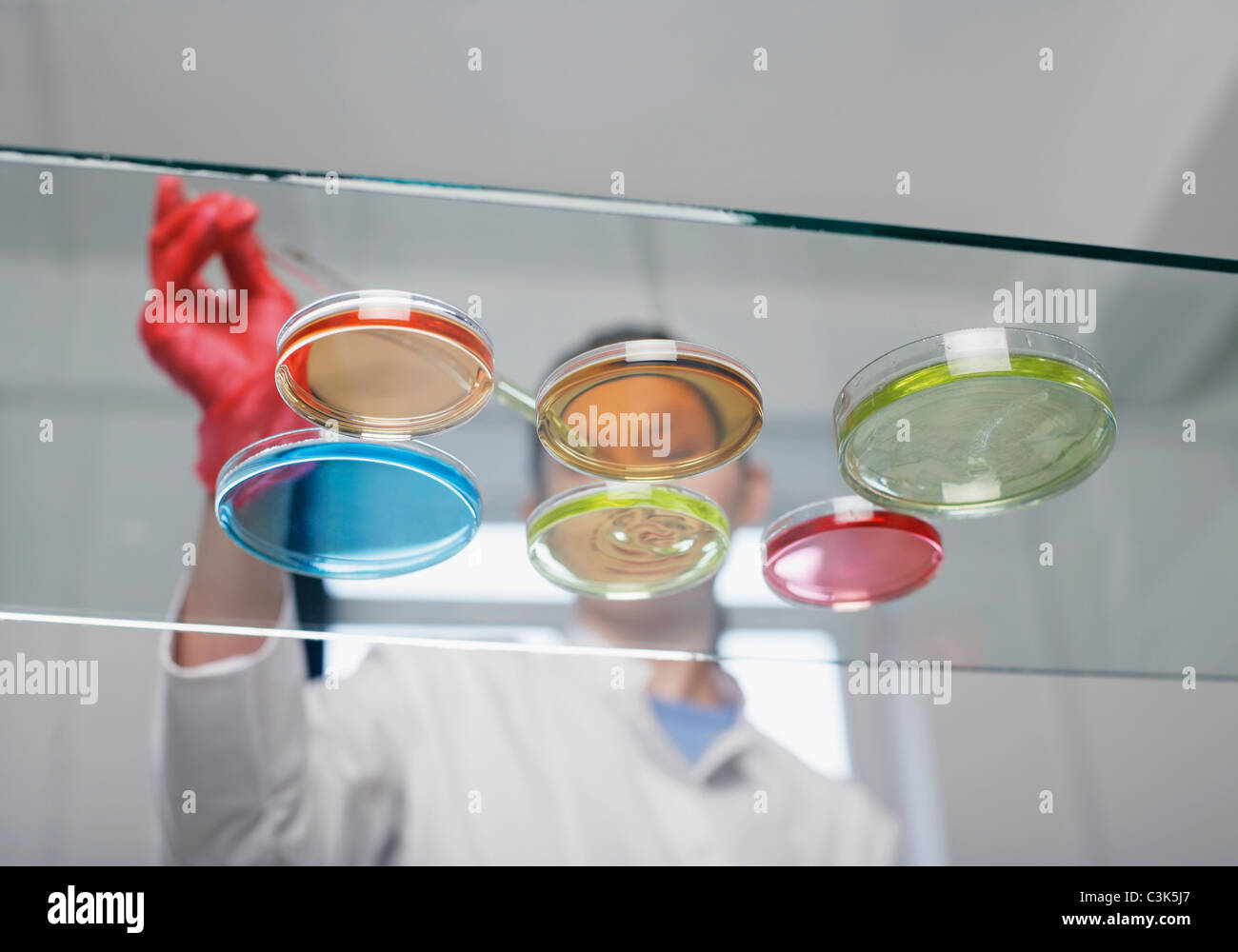 Technicien de laboratoire avec les boîtes de Petri Banque D'Images