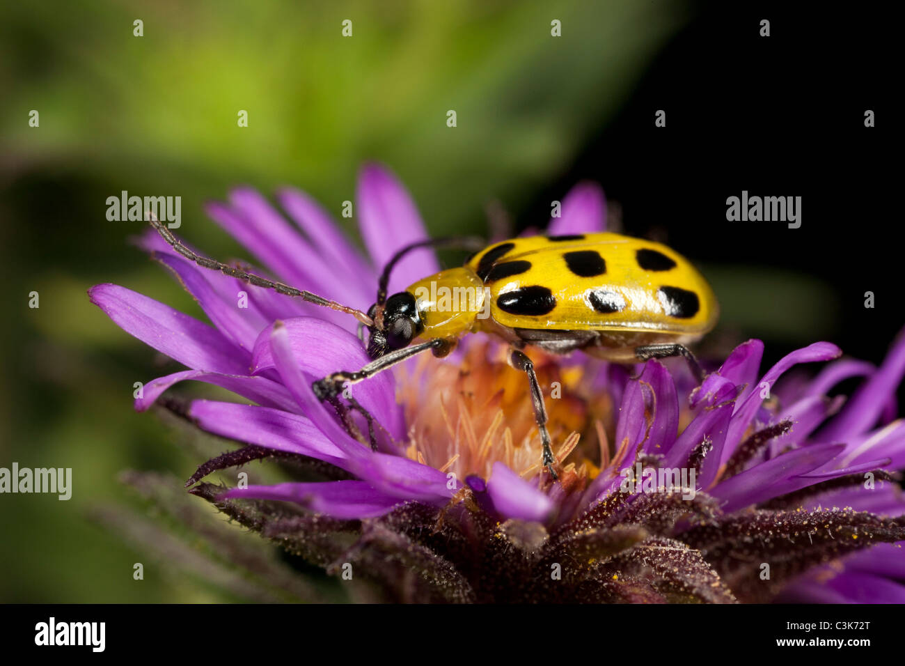 Repéré du concombre (Diabrotica undecimpunctata) sur l'aster. Banque D'Images