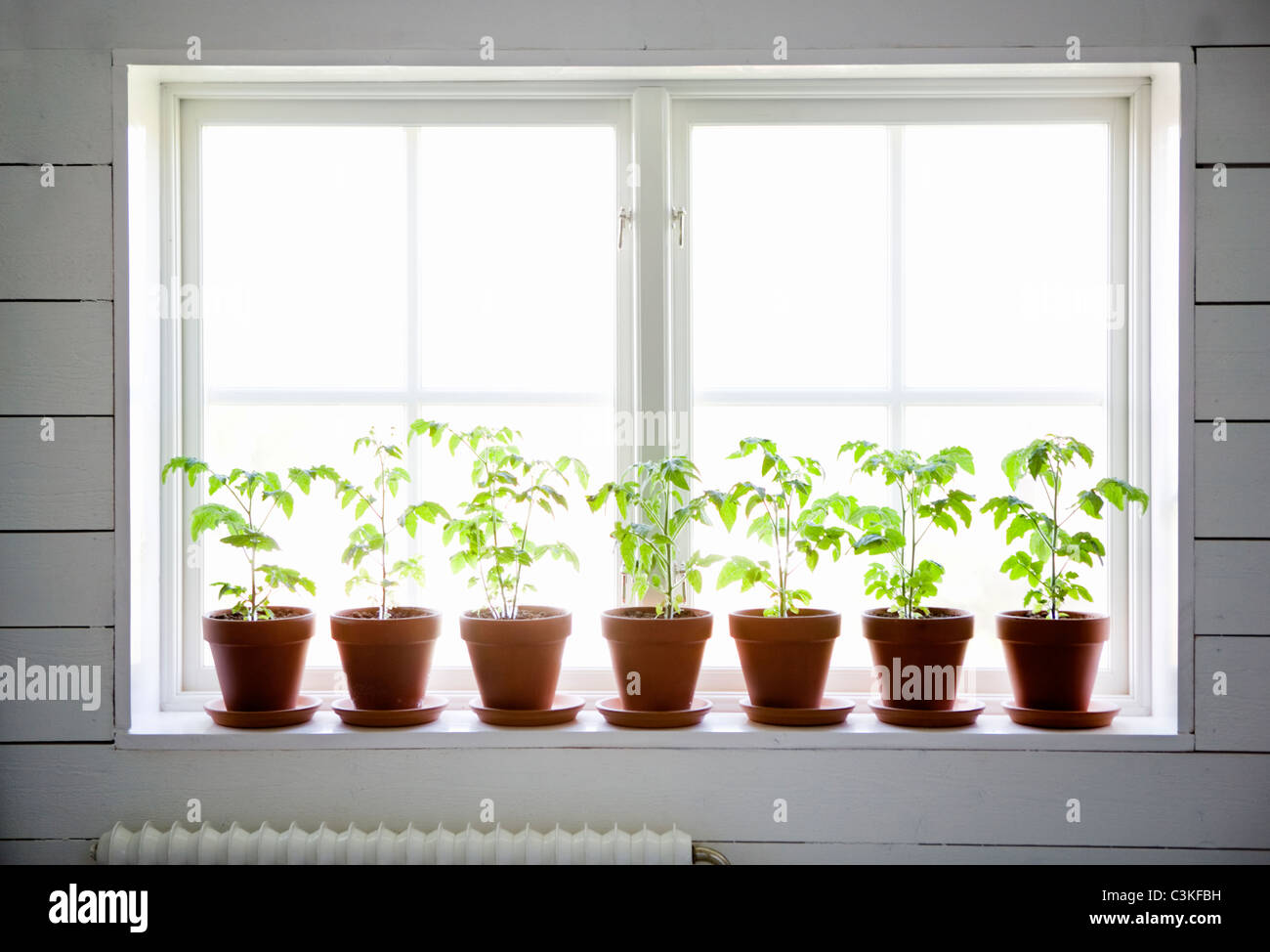Rangée de plantes en pot sur le rebord de fenêtre Banque D'Images