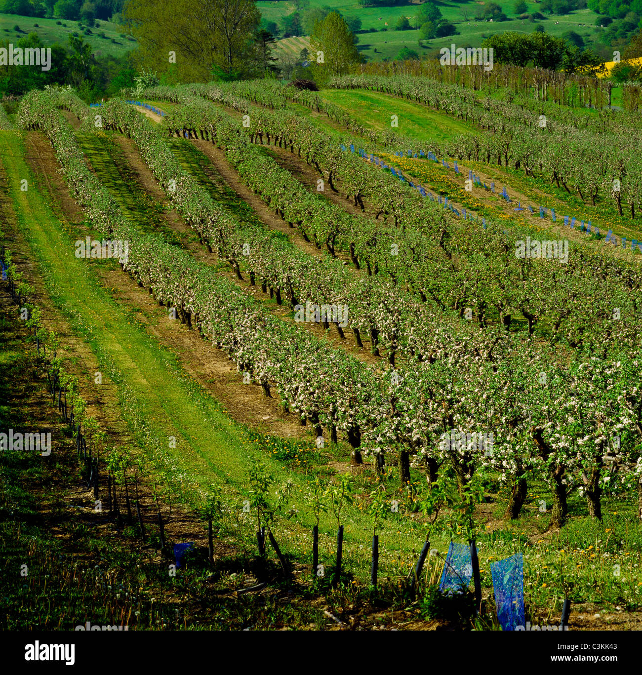 Avis de poiriers dans Orchard Banque D'Images