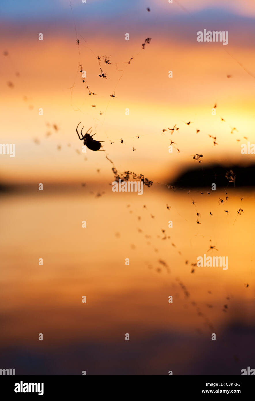 Silhouette d'araignée sur le coucher du soleil contre web Banque D'Images