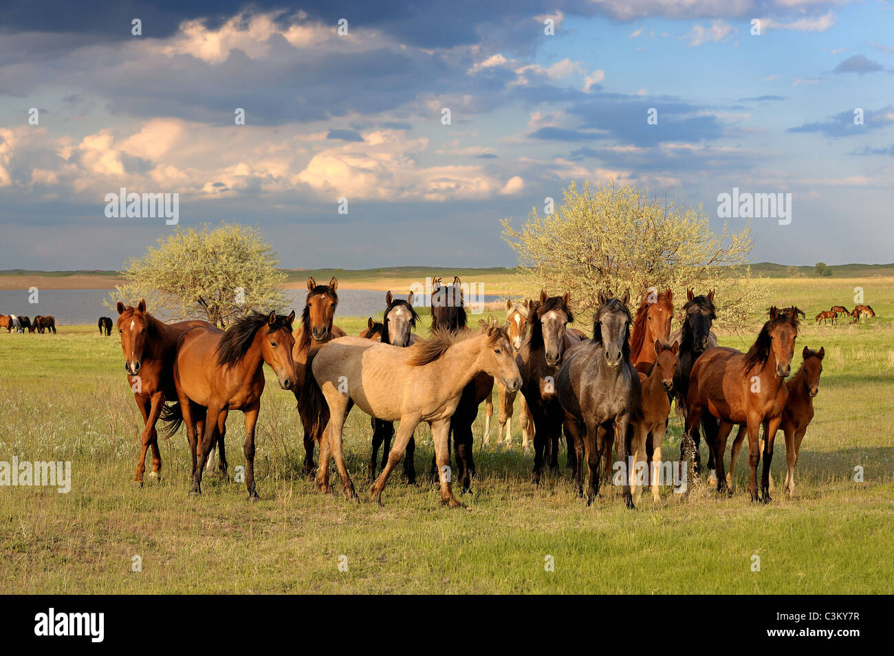 Troupeau de chevaux du kazakh. Banque D'Images
