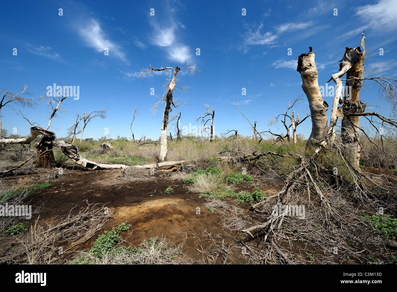 Paysage avec Burnt poplar trees in Kazakhstan river forest. Banque D'Images