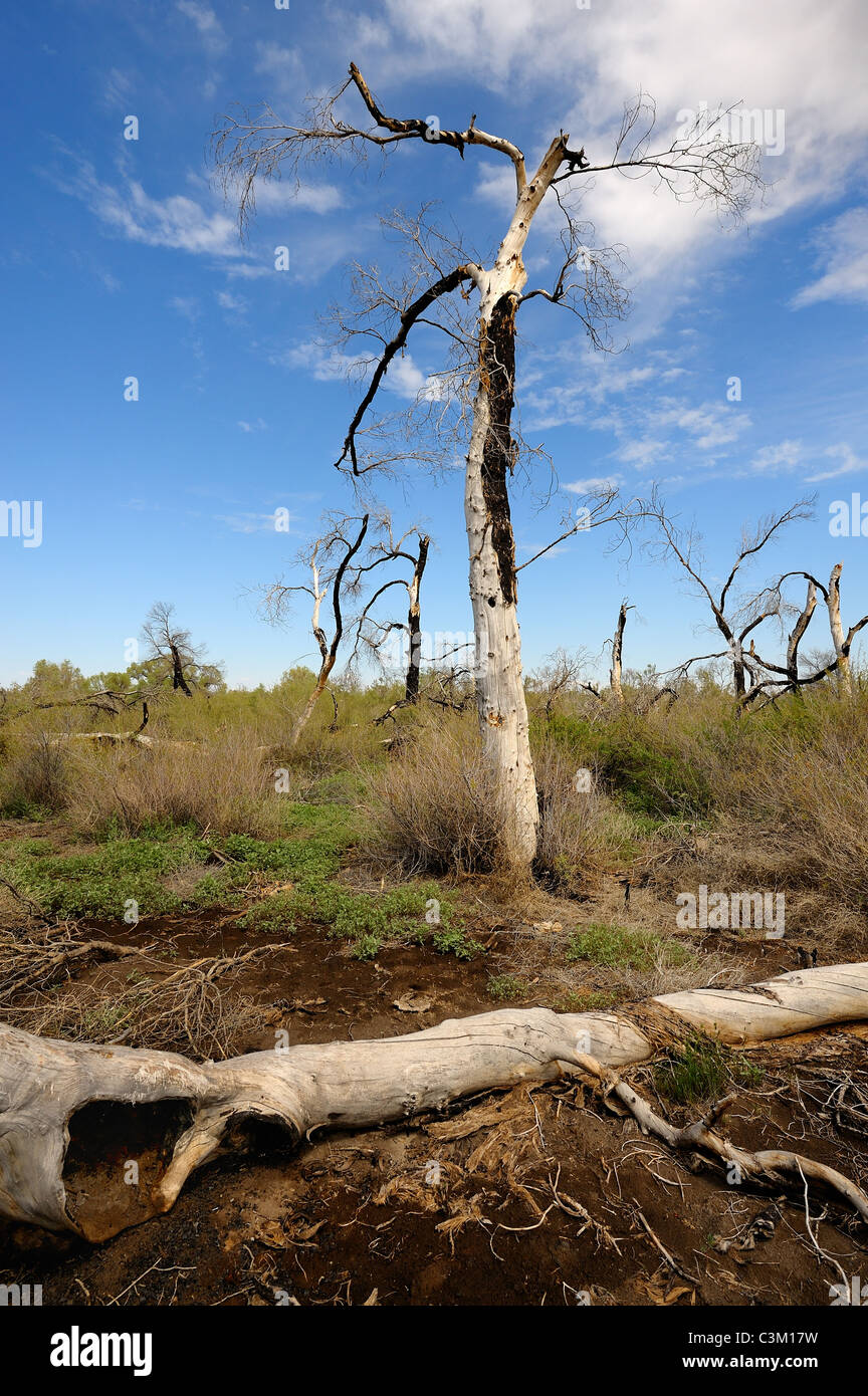 Paysage avec Burnt poplar trees in Kazakhstan river forest. Banque D'Images
