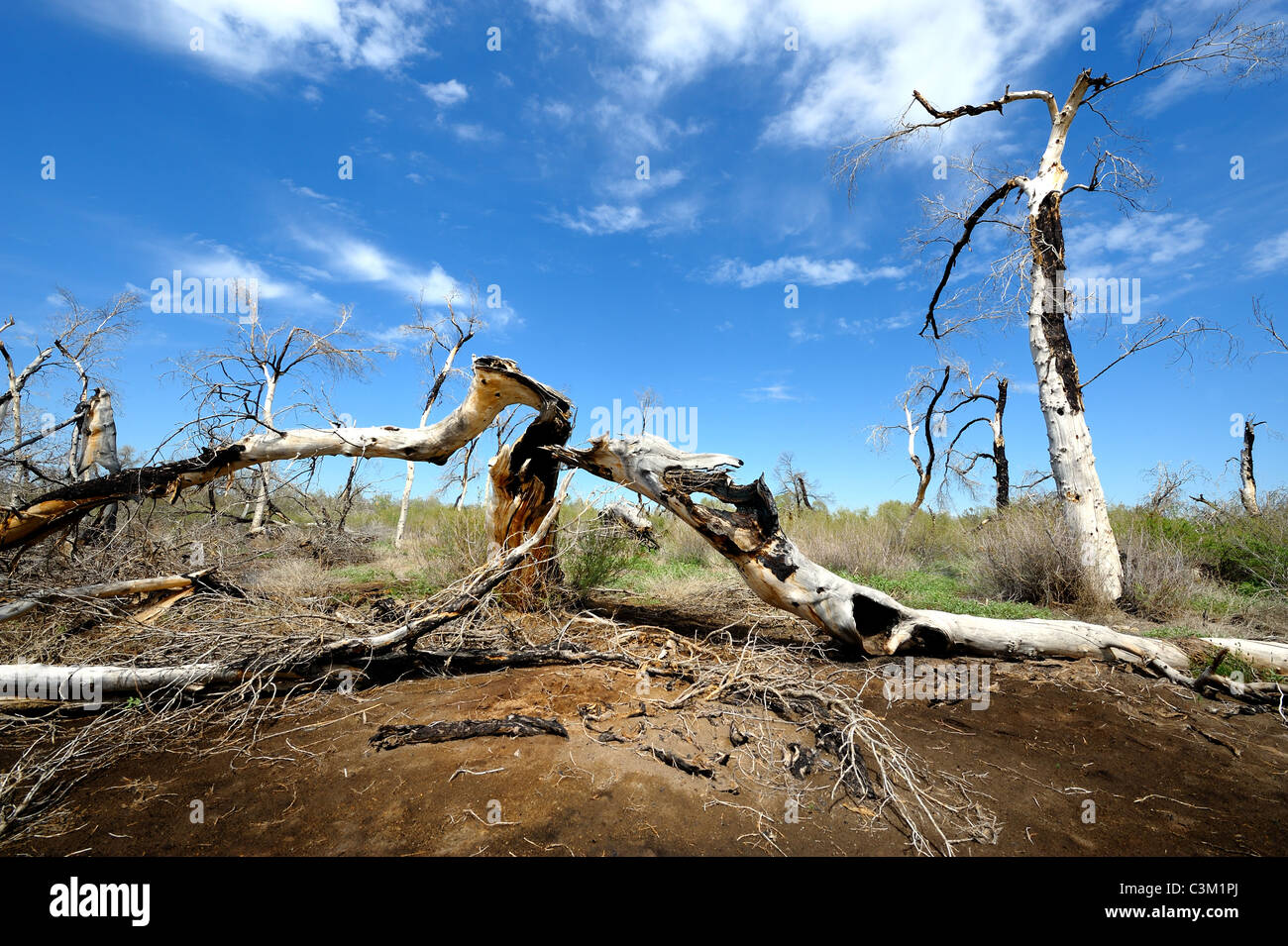 Paysage avec Burnt poplar trees in Kazakhstan river forest. Banque D'Images