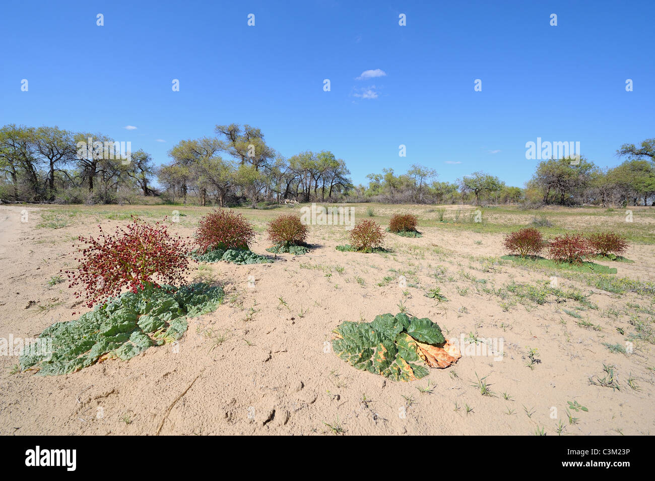 'Rheum tataricum' est un désert du Kazakhstan rhubarbe local Banque D'Images