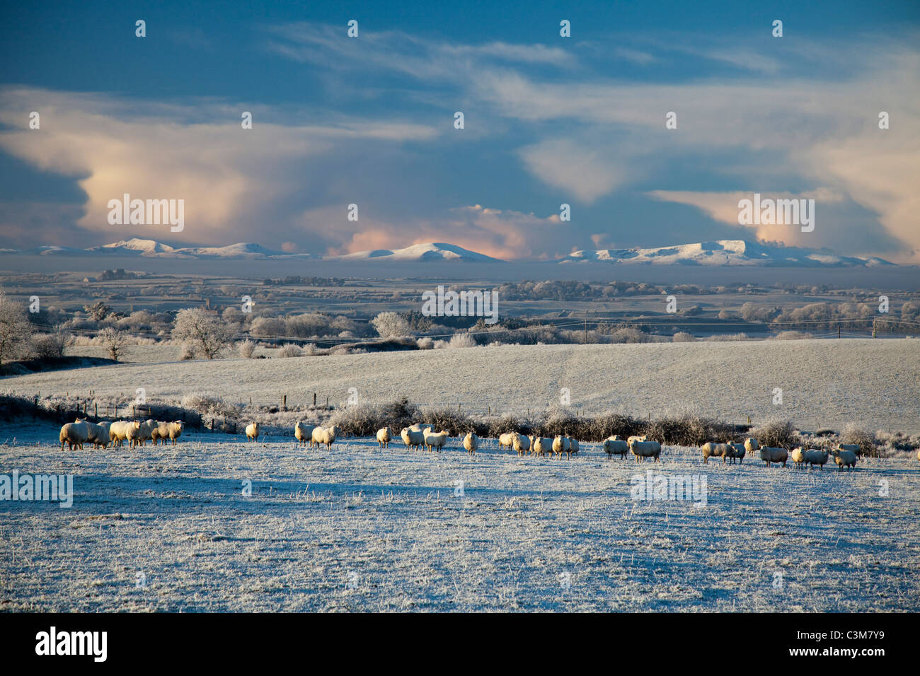 L'hiver les moutons et champs de neige sous les montagnes Nephin Beg, Comté de Sligo, Irlande. Banque D'Images
