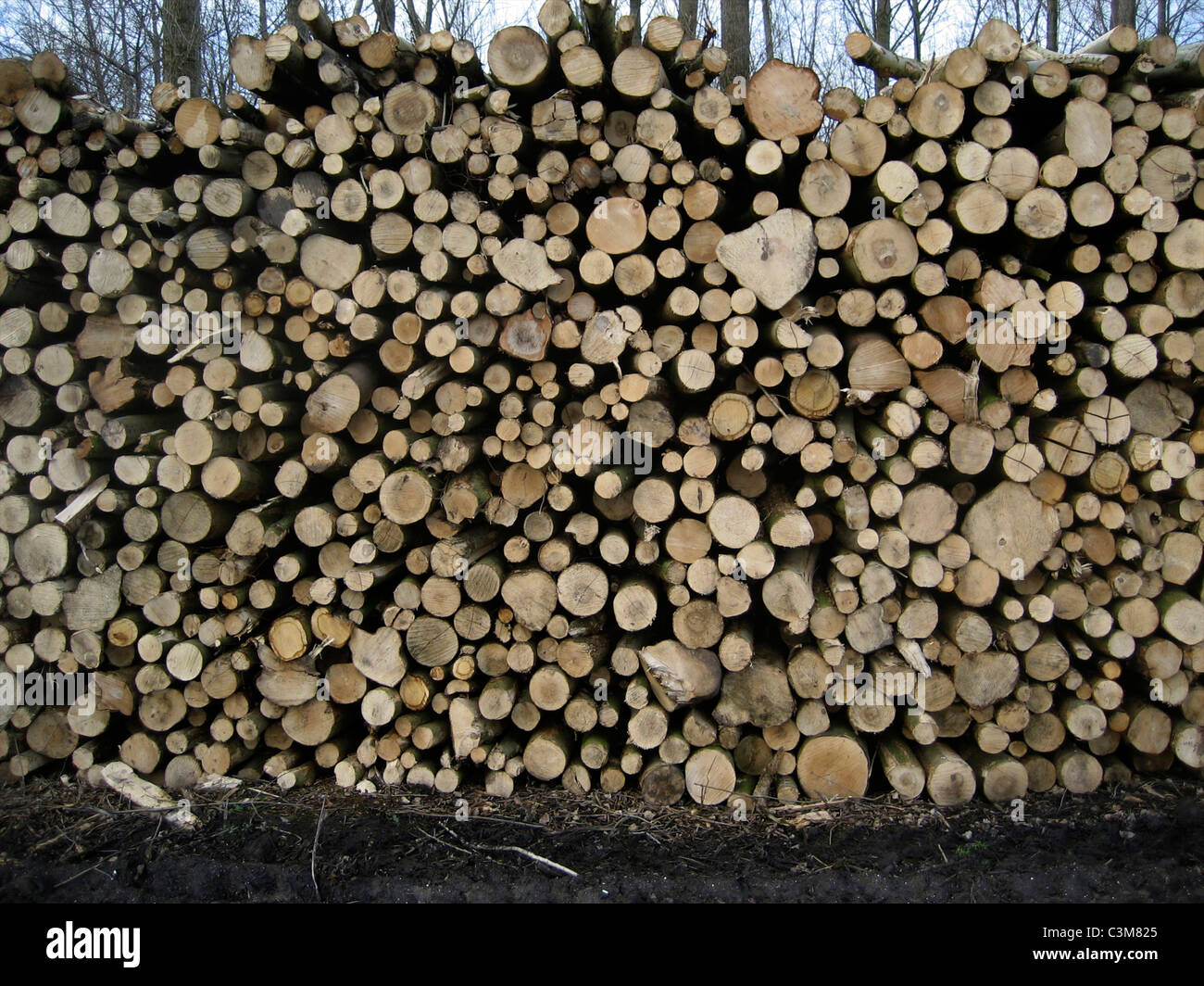 La production de bois pour le papier Banque D'Images