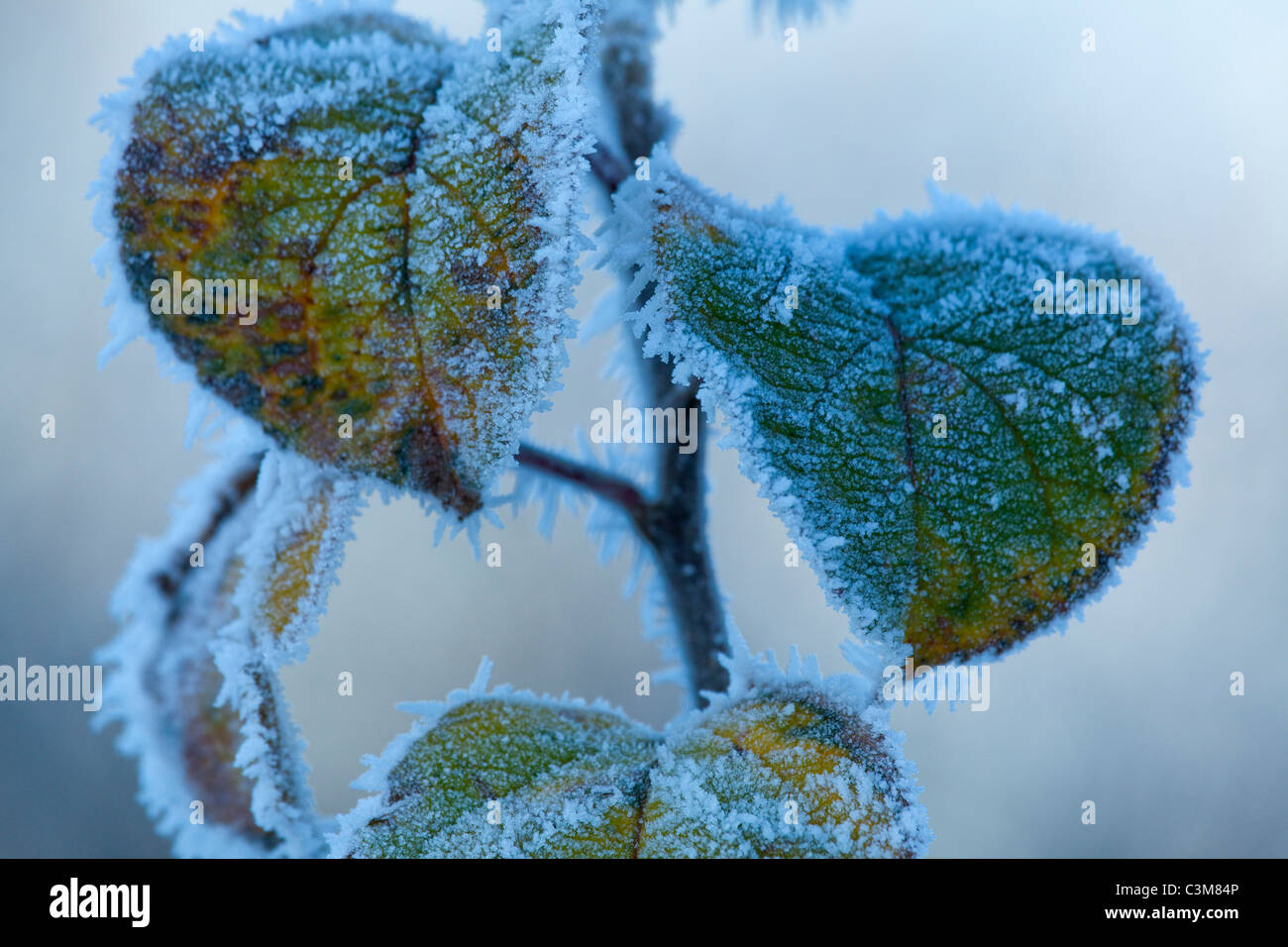 Feuilles en hiver givré, Comté de Sligo, Irlande. Banque D'Images