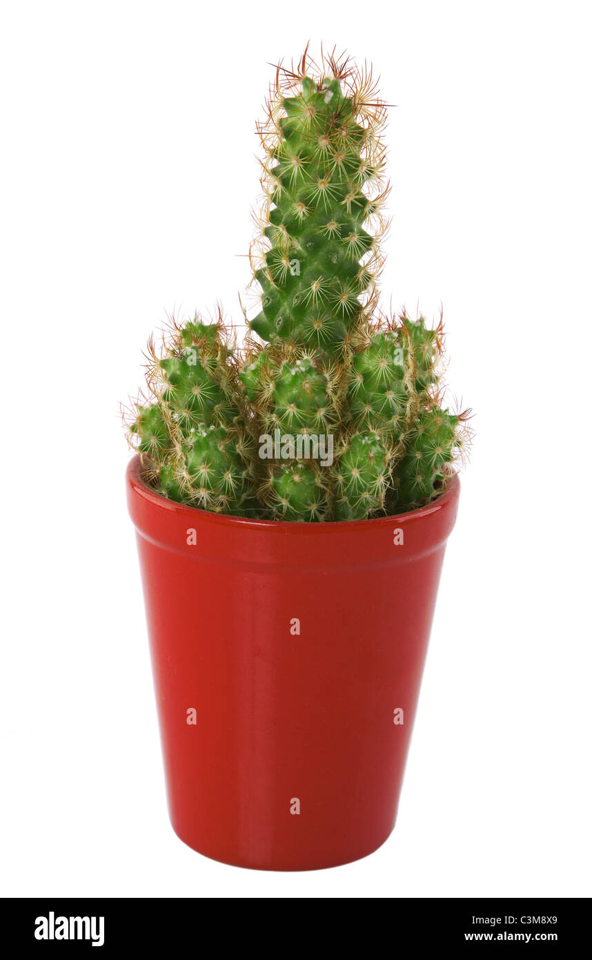 Cactus Long dans un pot rouge isolé sur fond blanc Banque D'Images