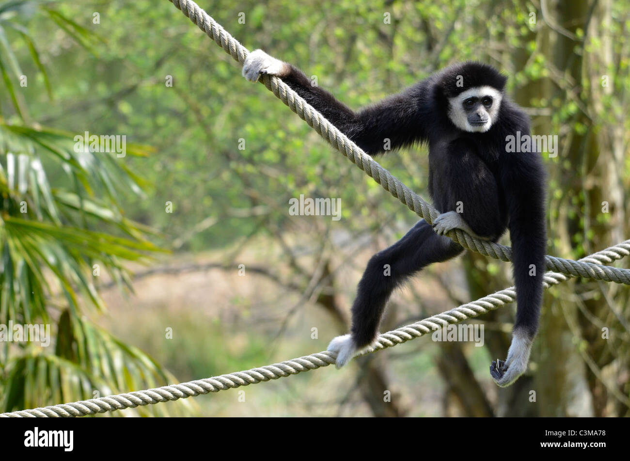 Le lar gibbon (Hylobates lar), également connu sous le nom de white-remis gibbon, sur des cordes Banque D'Images