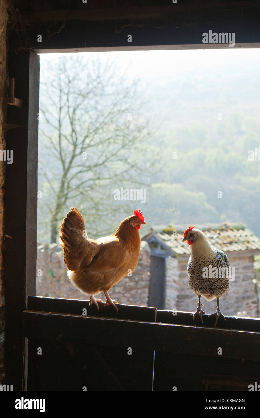 Poulets sur une porte de grange sur une ferme d'Exmoor à Cloutsham, Somerset, England UK Banque D'Images