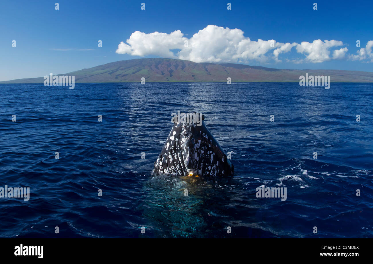 Une curieuse baleine à bosse apporte sa tête hors de l'eau, l'île de Lanai est dans l'arrière-plan. Banque D'Images