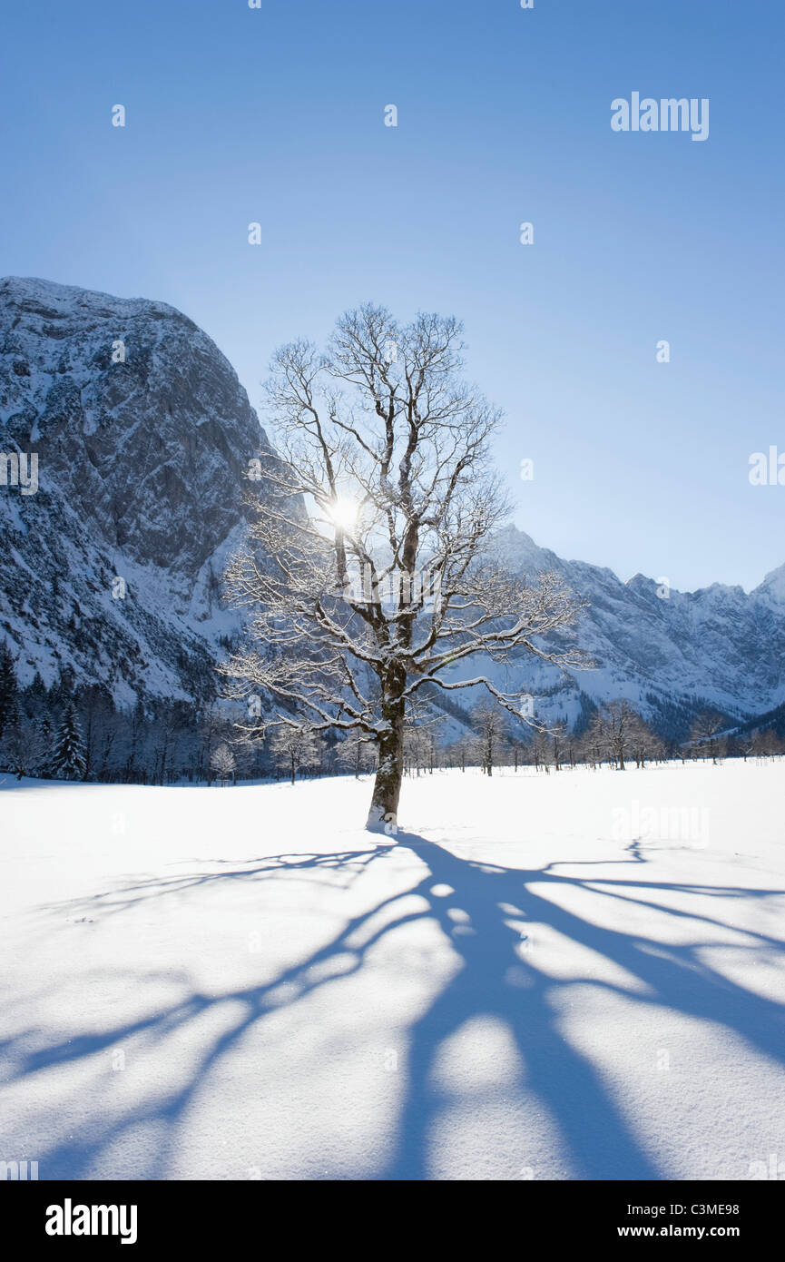 L'Allemagne, la Bavière, l'ombre de l'arbre qui tombe sur les montagnes du Karwendel à paysage d'hiver Banque D'Images