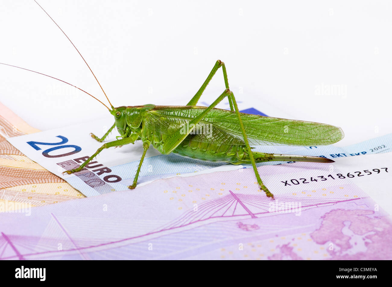 Assis sur les sauterelles 20 euro note, Close up Banque D'Images