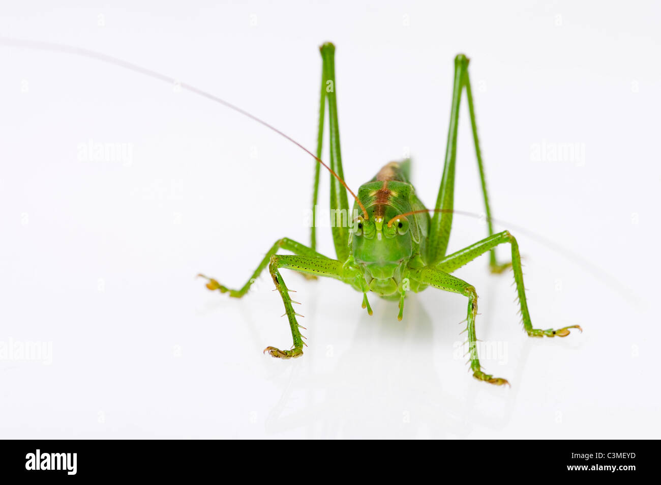 Grasshopper sitting on white background, Close up Banque D'Images