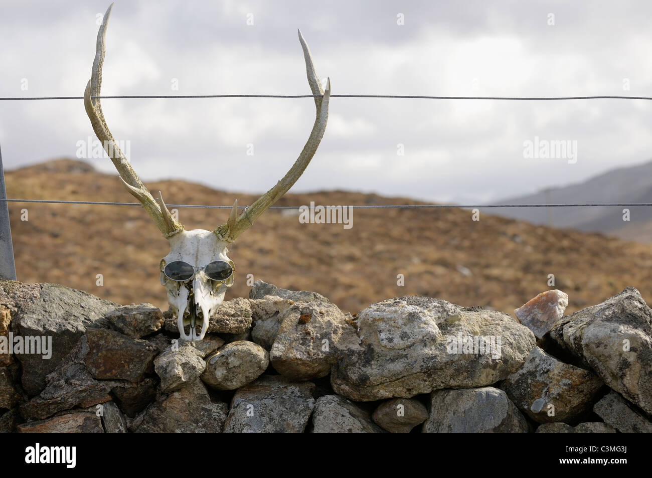 Red Deer skull et bois, le port de lunettes de soleil Banque D'Images