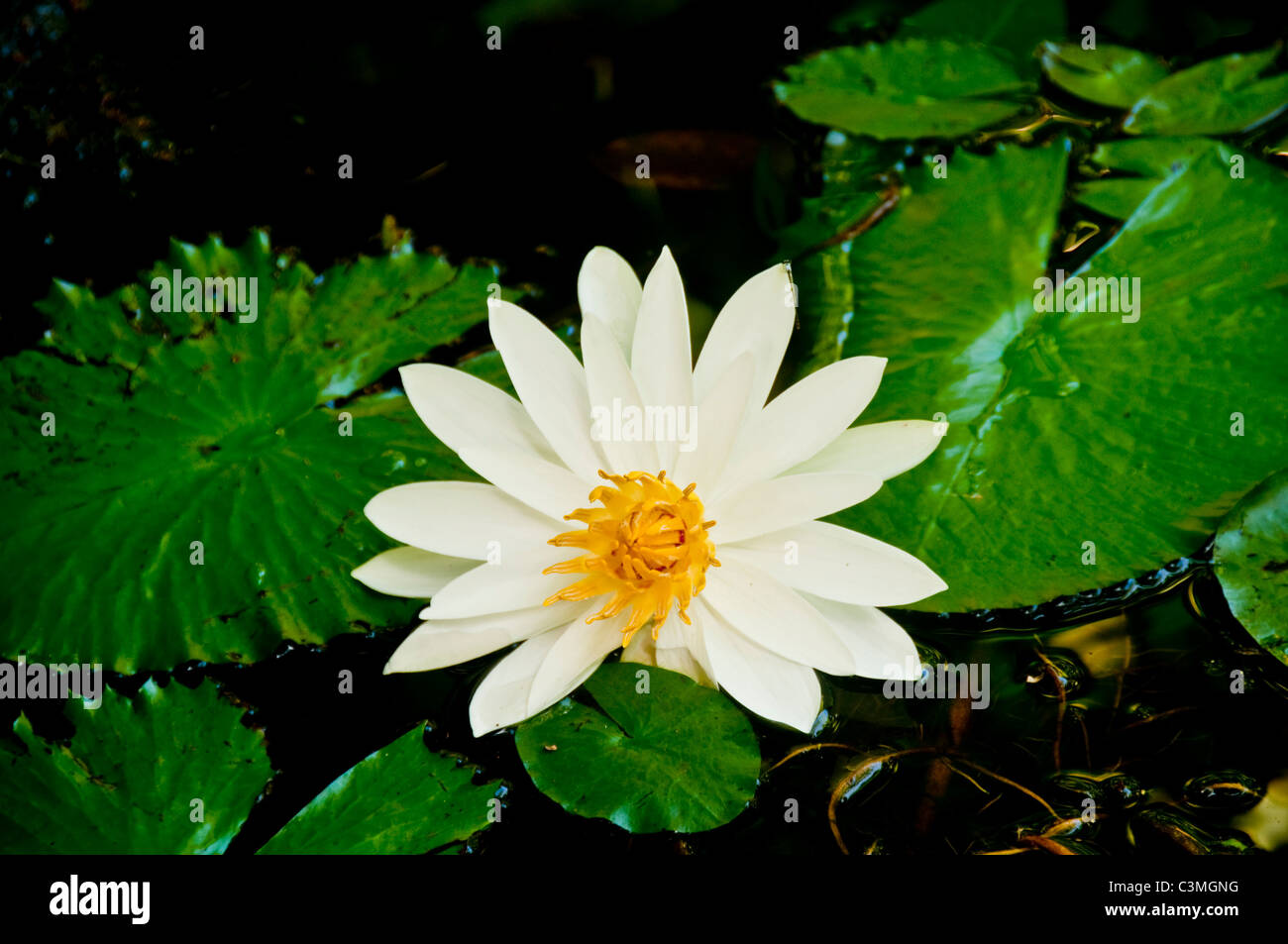 Bloomimg fleur de lotus se dresse au milieu de nénuphars dans des jardins tropicaux, l'Outrigger On the Lagoon Resort, Coral Coast, Fidji Banque D'Images