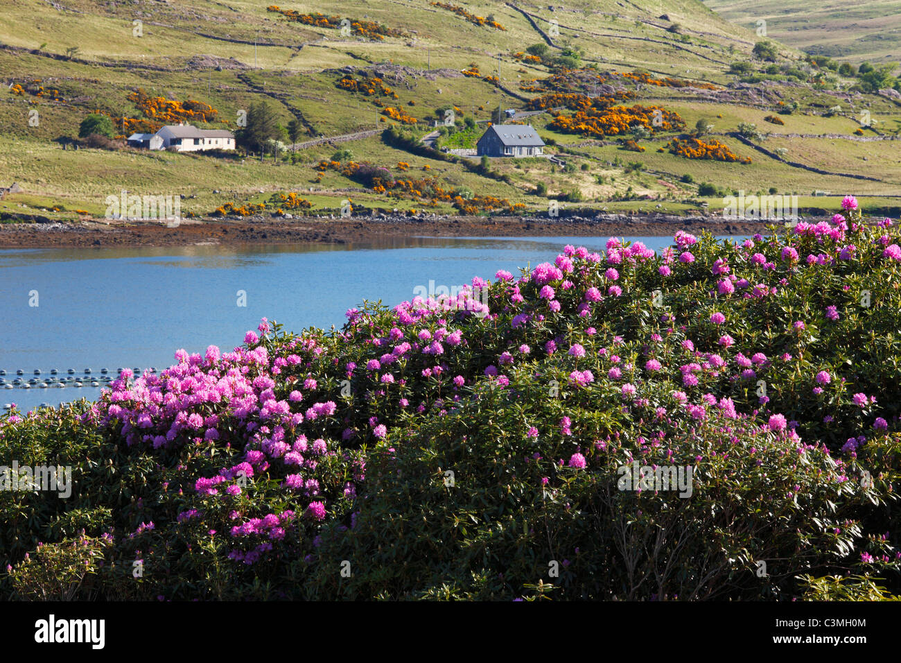 L'Irlande, dans le comté de Galway, Vue port de killary avec fleurs de rhododendron Banque D'Images