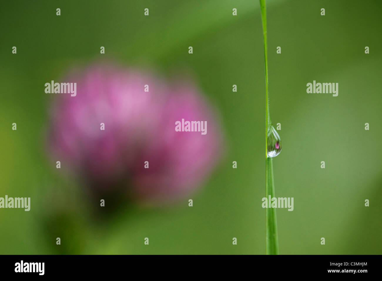 L'Allemagne, l'eau goutte sur brin d'herbe, close-up Banque D'Images