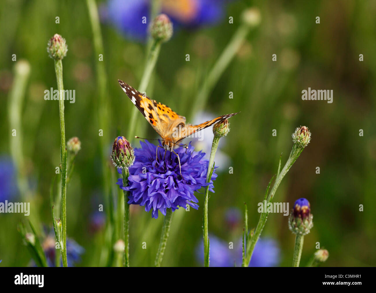 L'Autriche, Basse Autriche, vue de painted lady butterfly sur le bleuet Banque D'Images