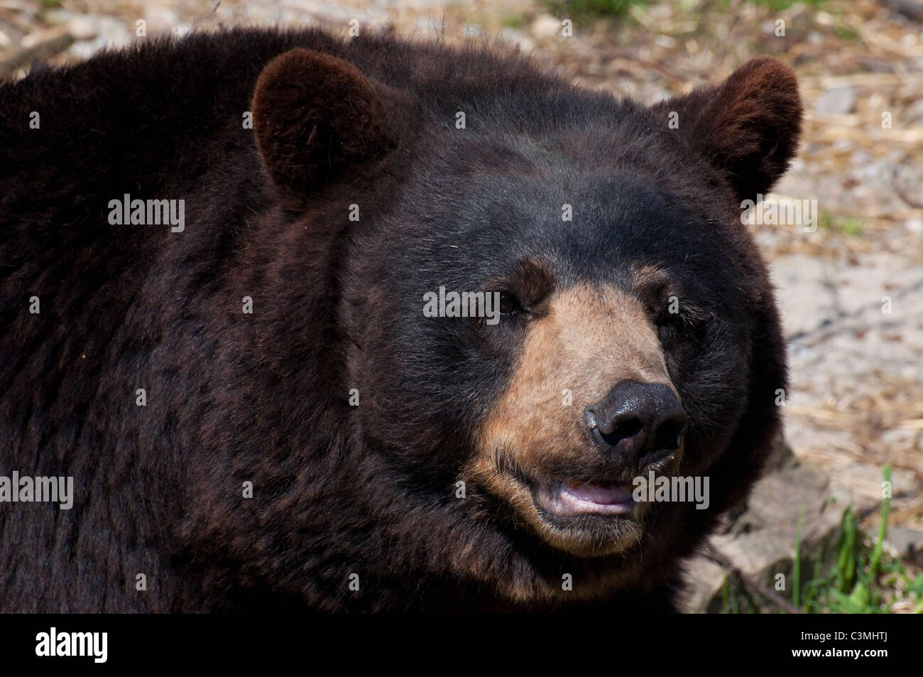 Close-up d'un ours noir. Banque D'Images