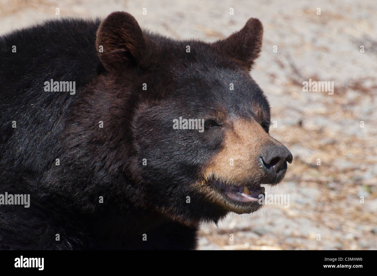 Close-up d'un ours noir. Banque D'Images
